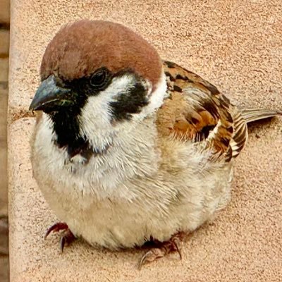 chick_hops's profile picture