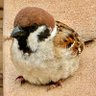 すずめちゃん。 的头像