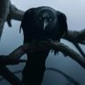 Profilbild von Crow