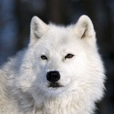 DaddyGau48's profile picture