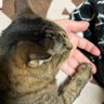 トモアット profil fotoğrafı