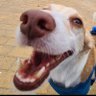João Pedro's profile picture