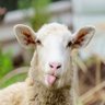 Panikas profil fotoğrafı
