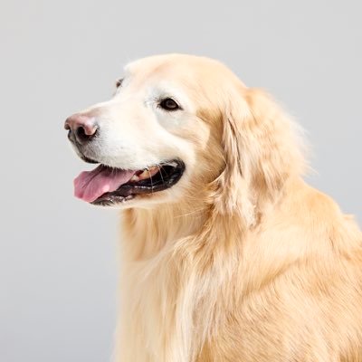 レオニです🐶's profile picture