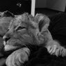 𝐴𝑟𝑦𝑎𝑚シ︎ profil fotoğrafı
