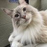 Фото профиля にゃんちーず♡猫愛