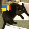 Catos 的头像