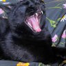 Фото профиля Lise 🐈⬛🐈⬛