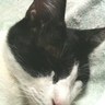 iruka's profile picture