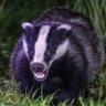 Фото профиля The_Badger