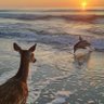 عيون الريــ🦌ـــم ✍🏻 的头像