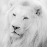 The White Lion profil fotoğrafı