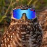 Burrow Owl Burner's profile picture