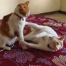 Jiffy Dan Kawanannya ็ๅคดๅ