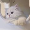 w profil fotoğrafı