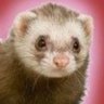 lilWeasel's profile picture