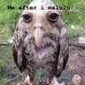 Wet Arse Owl profil fotoğrafı