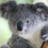 Фото профиля Koalafied
