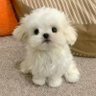 Profilbild von 小太阳