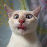 Mr Sweary cat's profile picture