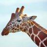 🩵じゅん💜🦒 的头像