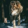 kanguwa the Wolf's profile picture