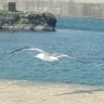 Profilbild von 鳥羽音かもめ♂︎