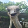 Kenpi profil fotoğrafı
