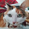 恵美子with三毛猫桜🌸時々旦那 profil fotoğrafı