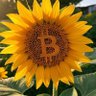 CryptoMillions profil fotoğrafı