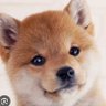 たきめめ profil fotoğrafı