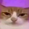 Profilbild von dingdong