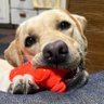 実家の犬きなこ profil fotoğrafı