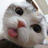 Profilbild von Miaw