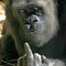 Ana Pereira's profile picture