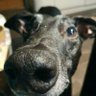 @Nomyhound13❤BanAllGreyhoundRacing's profile picture