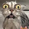Profilbild von Bheegi_Billi