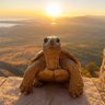 TurtleWatch 的头像
