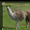 Kendrick Llama. profil fotoğrafı