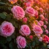 وديان profil fotoğrafı