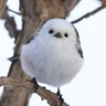 山本浩二 的头像
