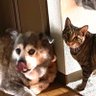 こがかま profil fotoğrafı