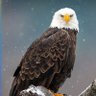 Фото профиля Freedom1776