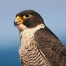 FALCÃO BRASILEIRO's profile picture