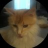 ✨Elleecat✨NastyCanadian🇨🇦 的头像
