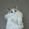 Profilbild von General Meow