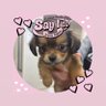 ゆでっこ's profile picture
