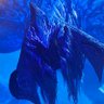 Abelisuchus 的头像