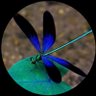 Dragonfly 2025's profile picture
