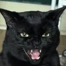 sal's profile picture